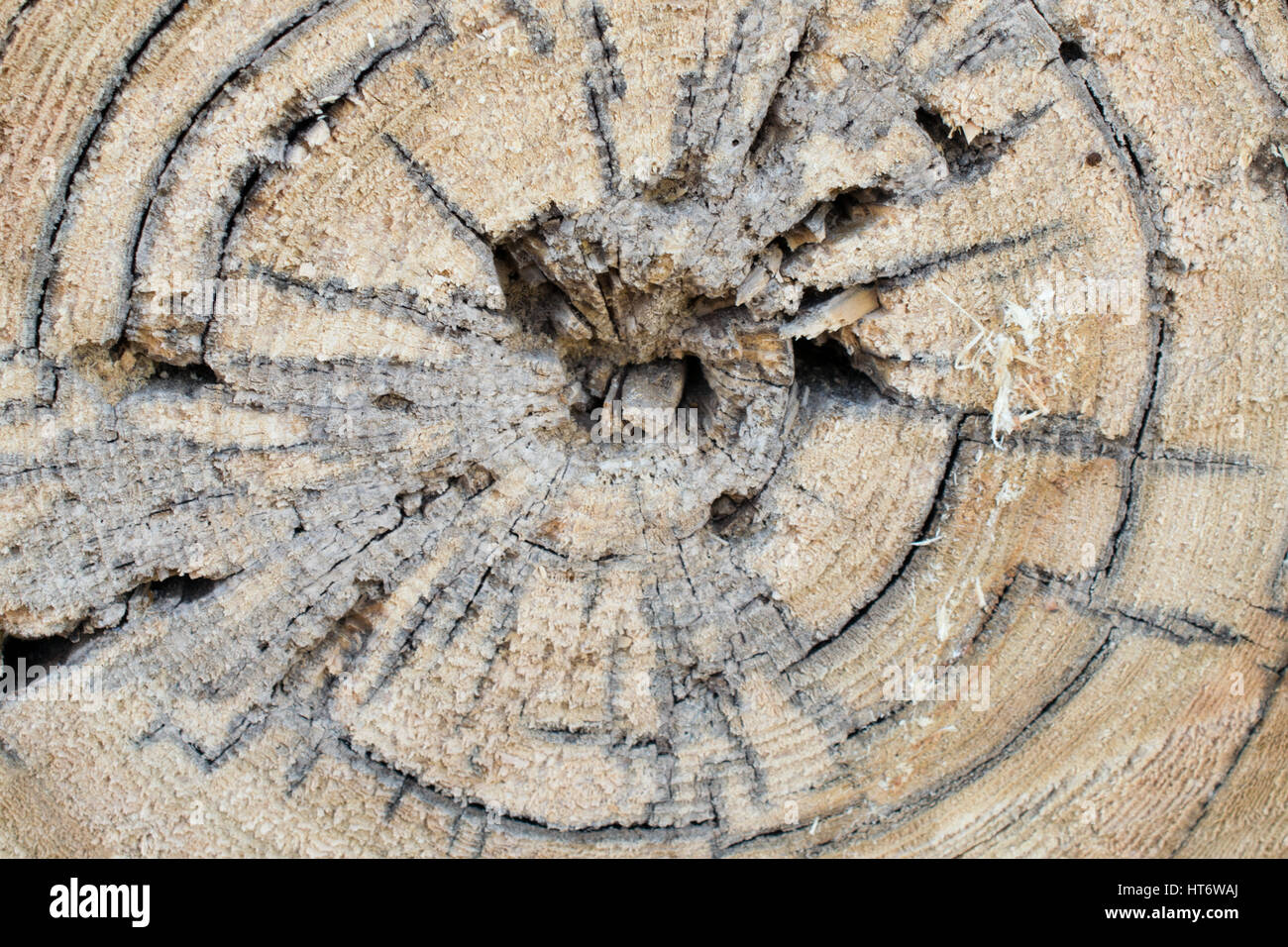 Cariati Tamarack Log Foto Stock