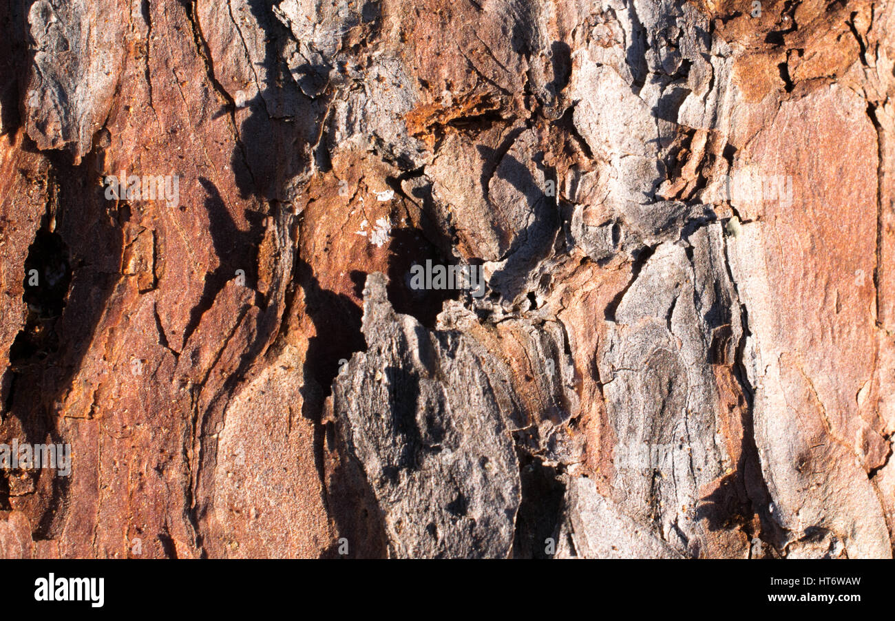 Tamarack corteccia Closeup Foto Stock