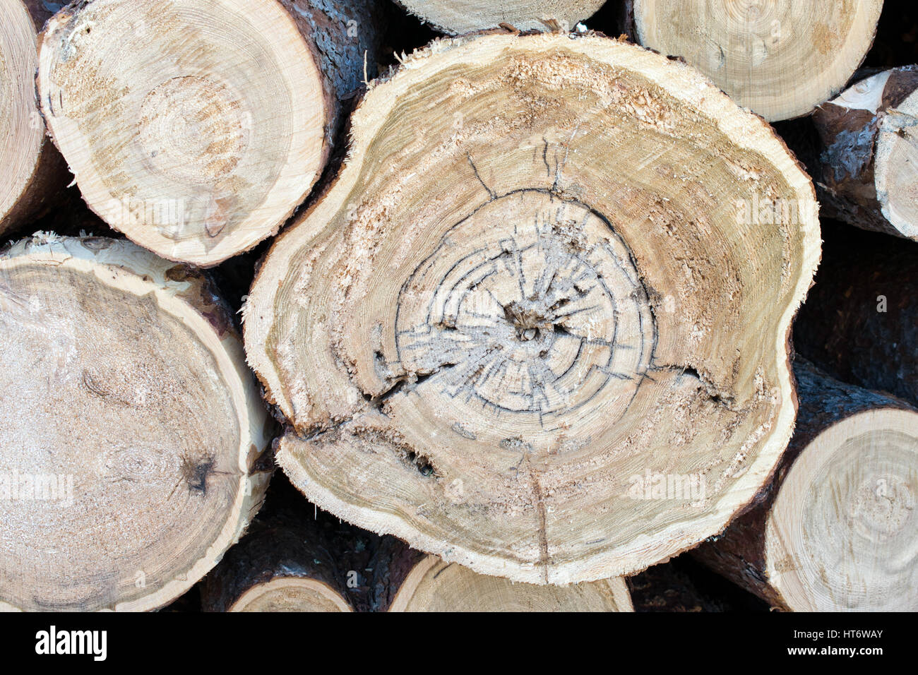 Tamarack pila di registro Foto Stock