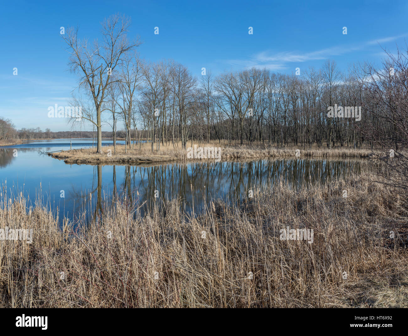 Alberi senza foglie riflesso in un lago Foto Stock