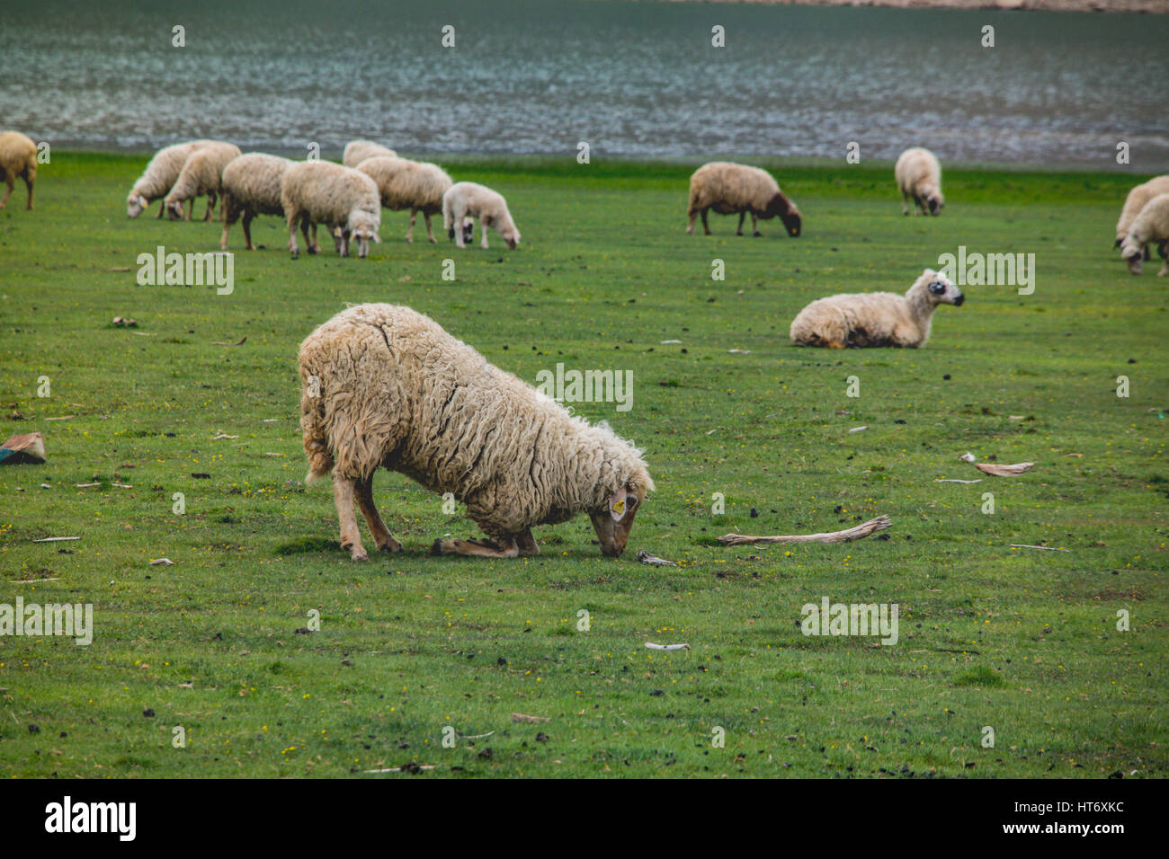 Gregge di ovini, pecore al ginocchio Foto Stock
