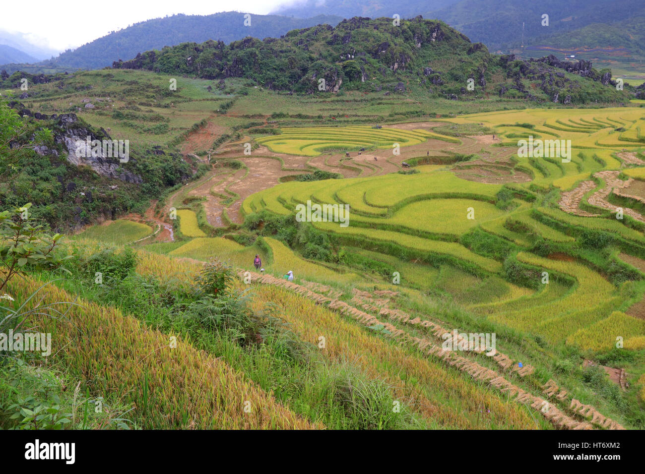 Paesaggio di campi di riso terrazzati in Vietnam Foto Stock