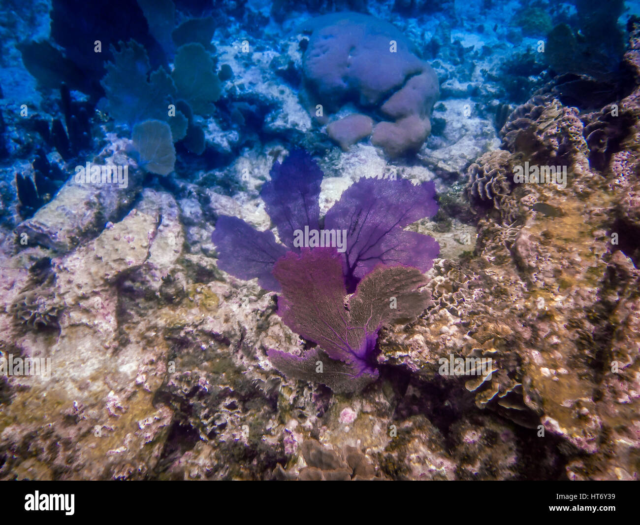 Belize Coral Reef subacquea e pesce Foto Stock