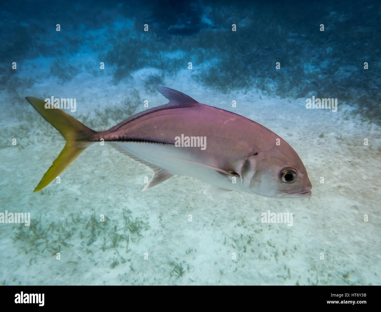 Cavallo argento jack occhio di pesce con la coda gialla (Caranx latus) nel mar dei Caraibi - Caye Caulker, Belize Foto Stock