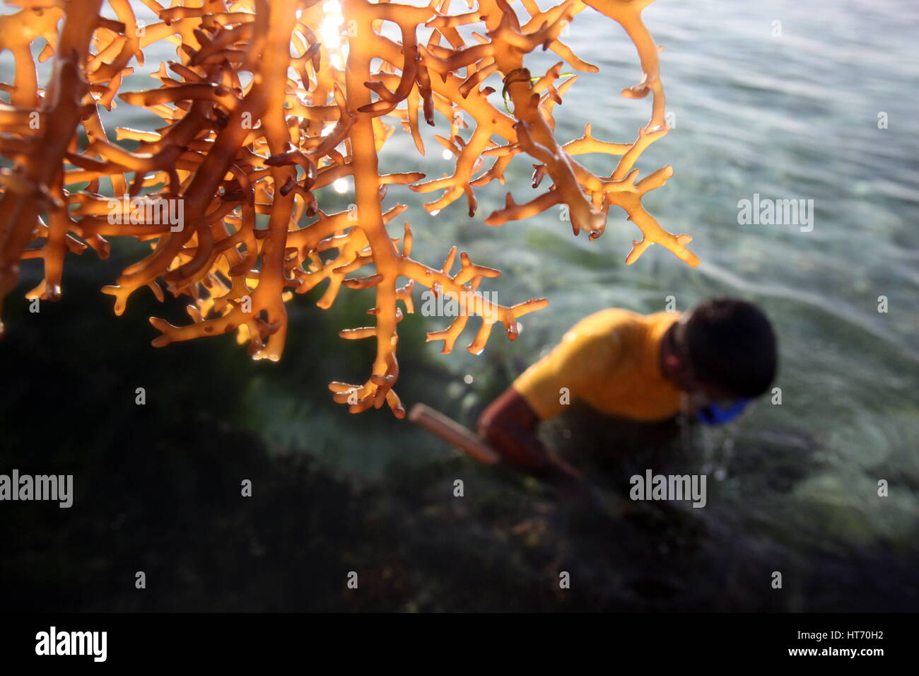Persone al lavoro su una piantagione seawead sull'isola Nusa Lembongan Island nei pressi dell'Isola Bali in Indonesia in southeastasia Foto Stock