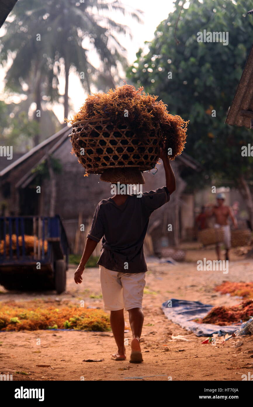 Persone al lavoro su una piantagione seawead sull'isola Nusa Lembongan Island nei pressi dell'Isola Bali in Indonesia in southeastasia Foto Stock