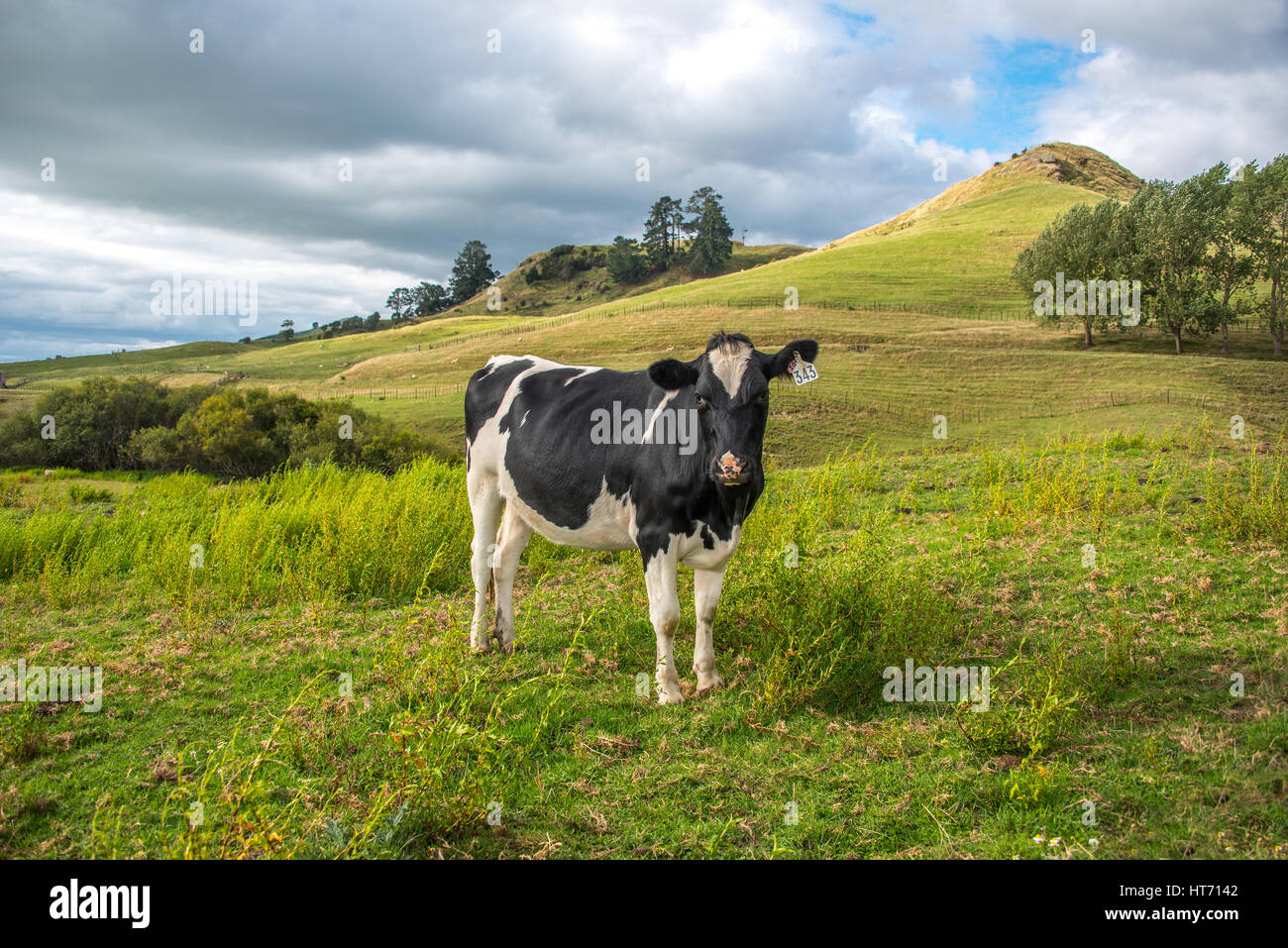 Angus incroci bull su un pascolo. Foto Stock