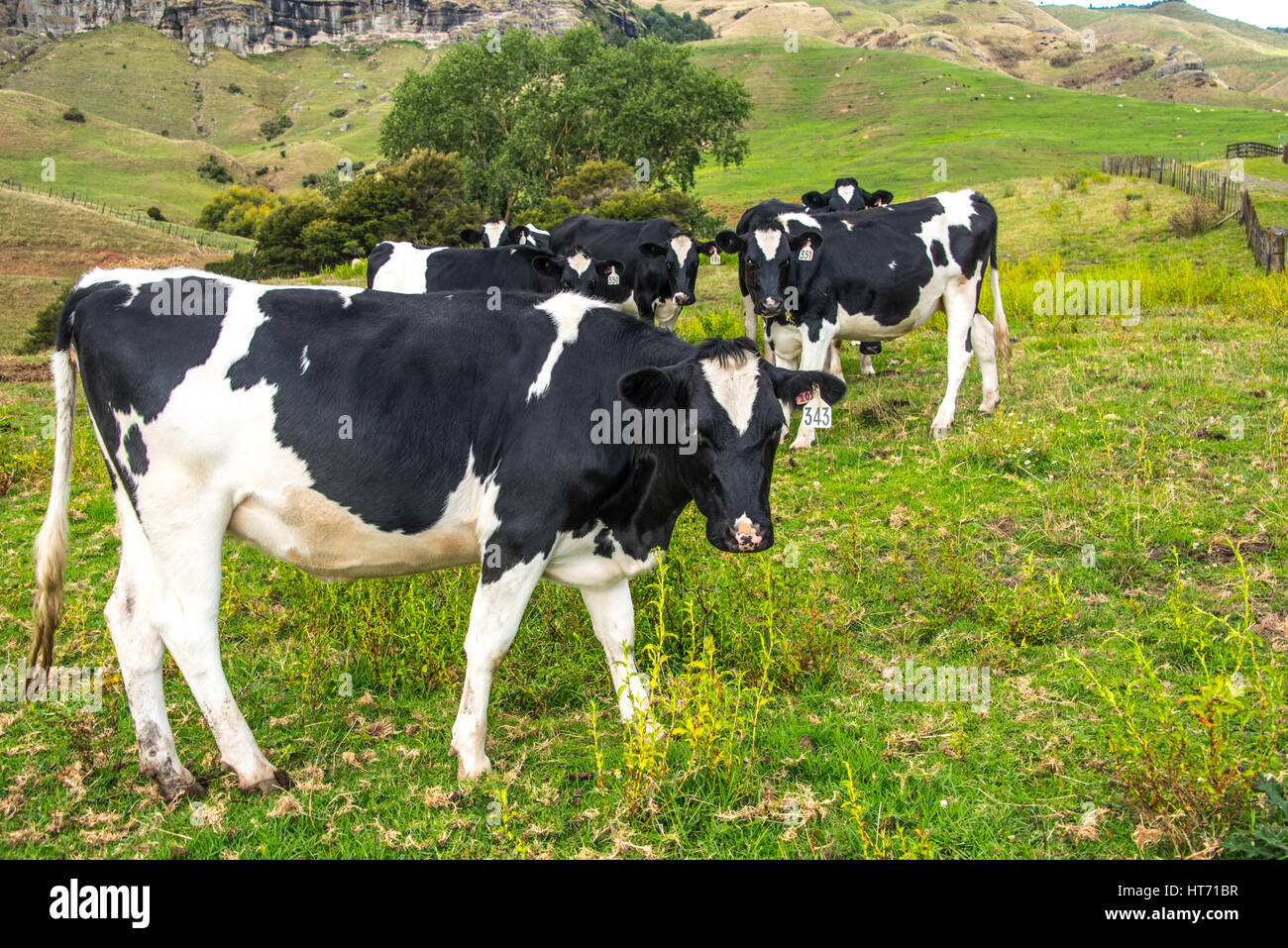 Allevamento di bestiame al pascolo. Angus incroci di bestiame. Foto Stock