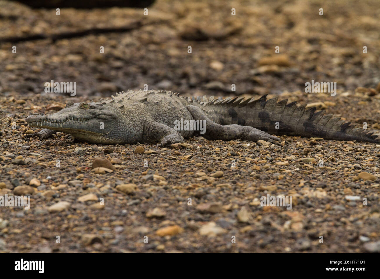 Coccodrillo americano, Crocodylus acutus, è trovato dal sud della Florida, attraverso i Caraibi e America centrale a nord e a nord-ovest Il Sud America. Foto Stock