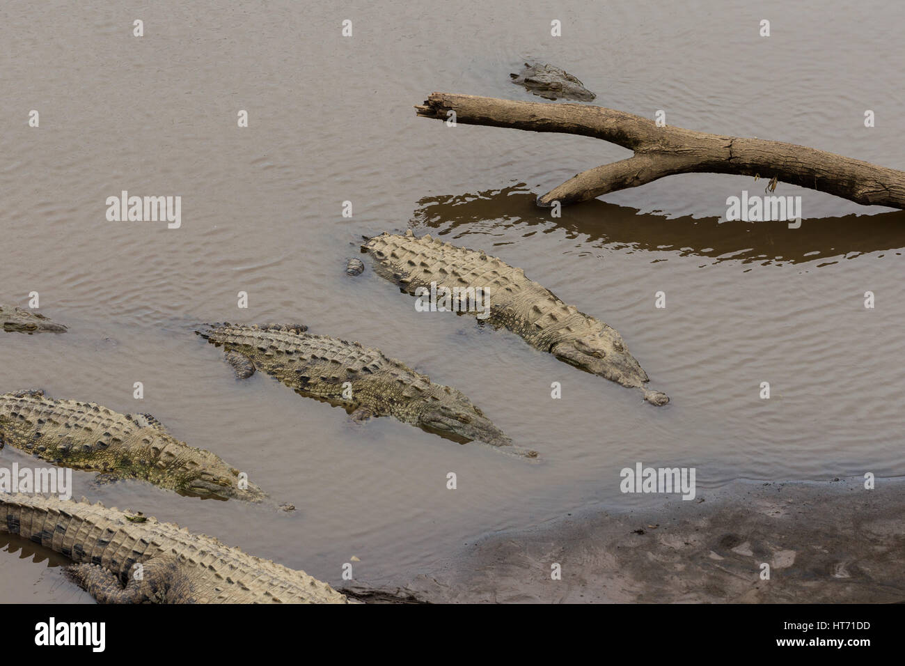 Coccodrillo americano, Crocodylus acutus, è trovato dal sud della Florida, attraverso i Caraibi e America centrale a nord e a nord-ovest Il Sud America. Foto Stock