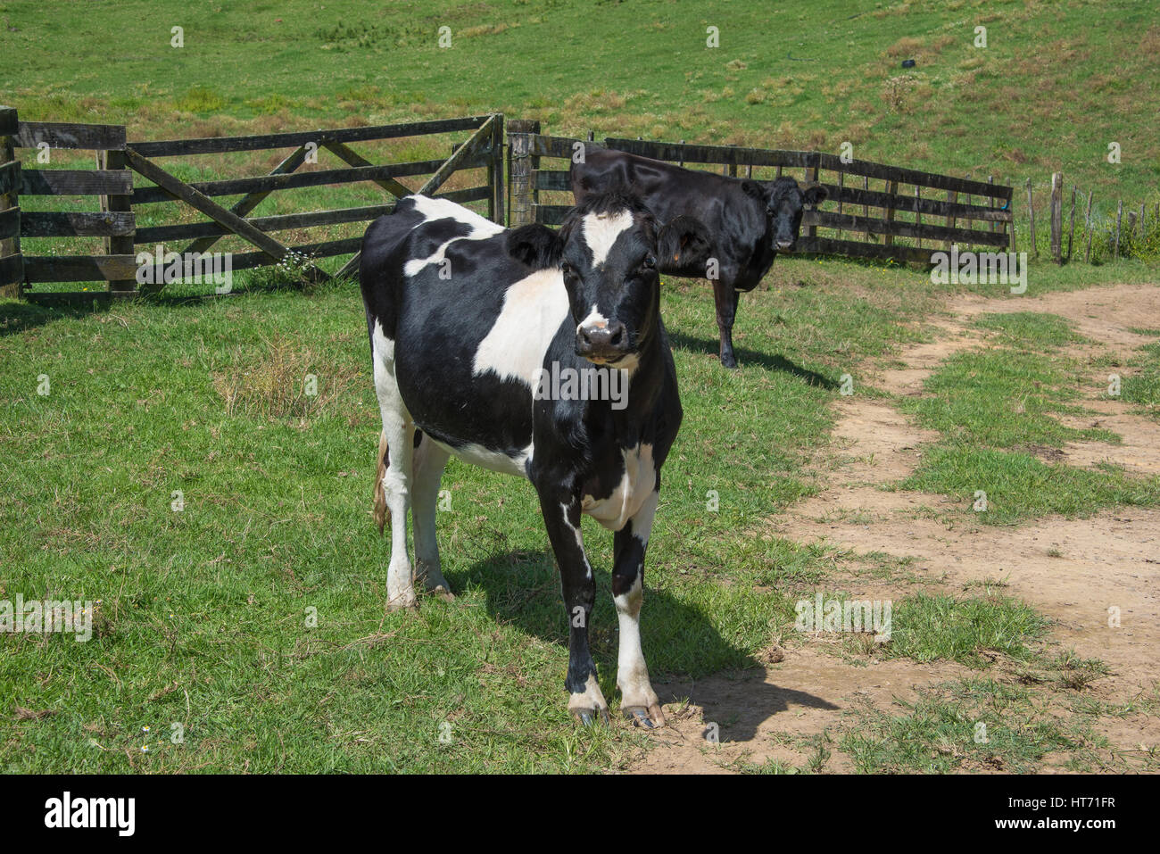 Angus incroci bull Foto Stock