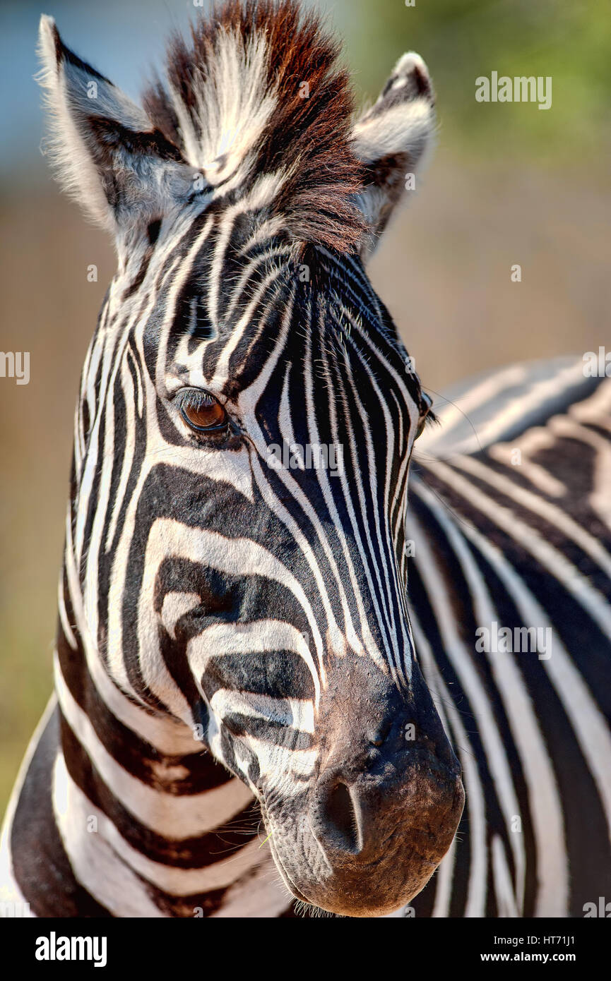 Chiuda in su Zebra Foto Stock