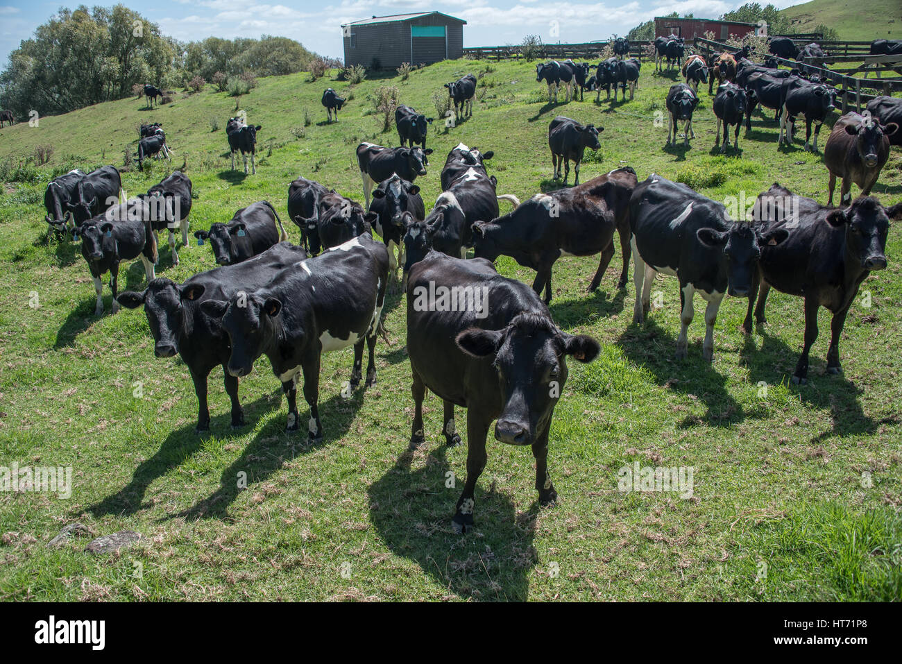 Allevamento di bestiame in una fattoria Foto Stock