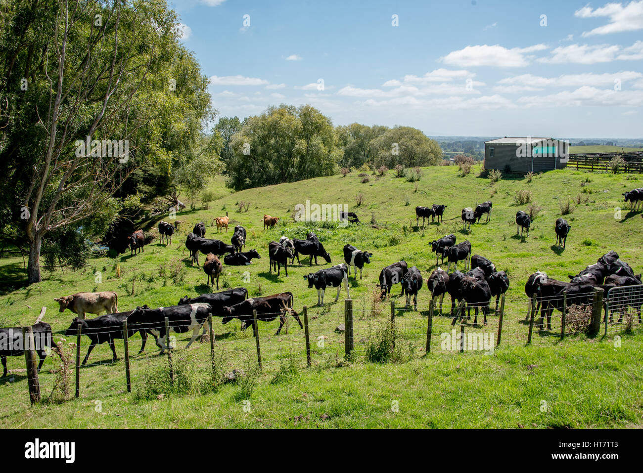 Allevamento di Bestiame in una fattoria. Foto Stock