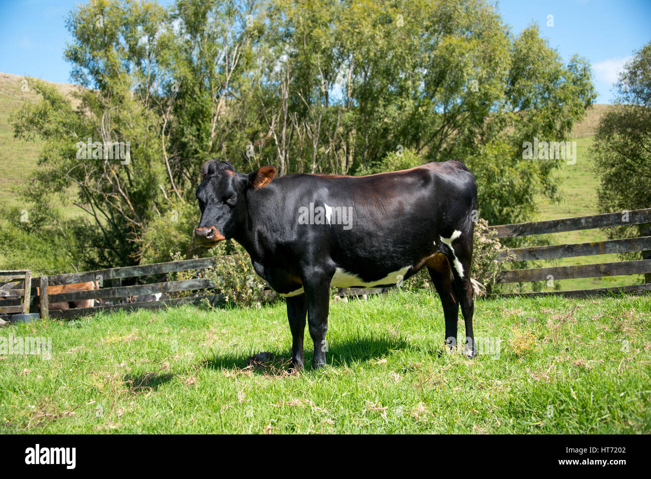Angus incroci bull Foto Stock