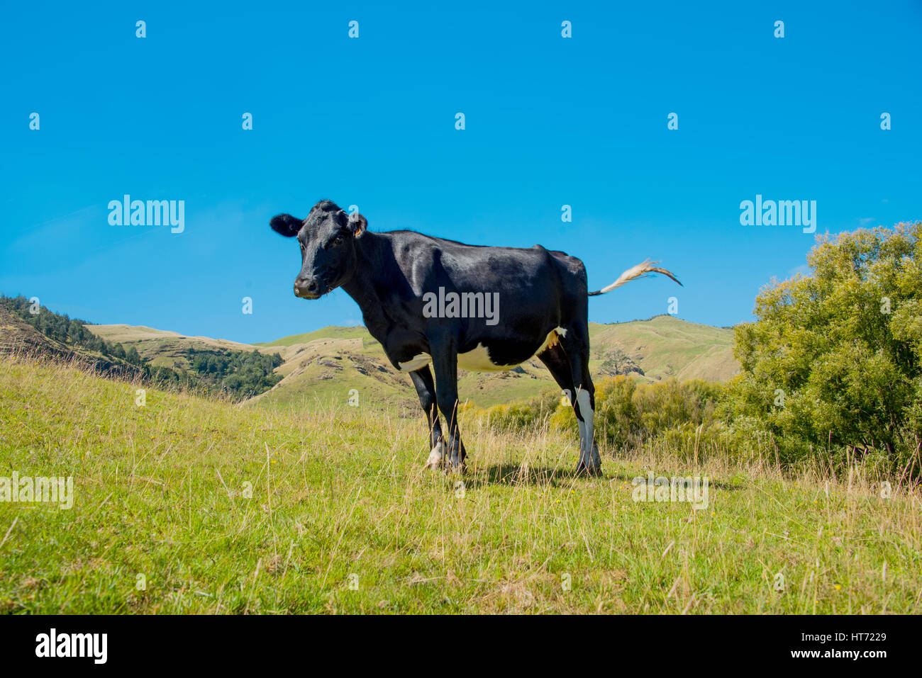 Angus incroci bull Foto Stock