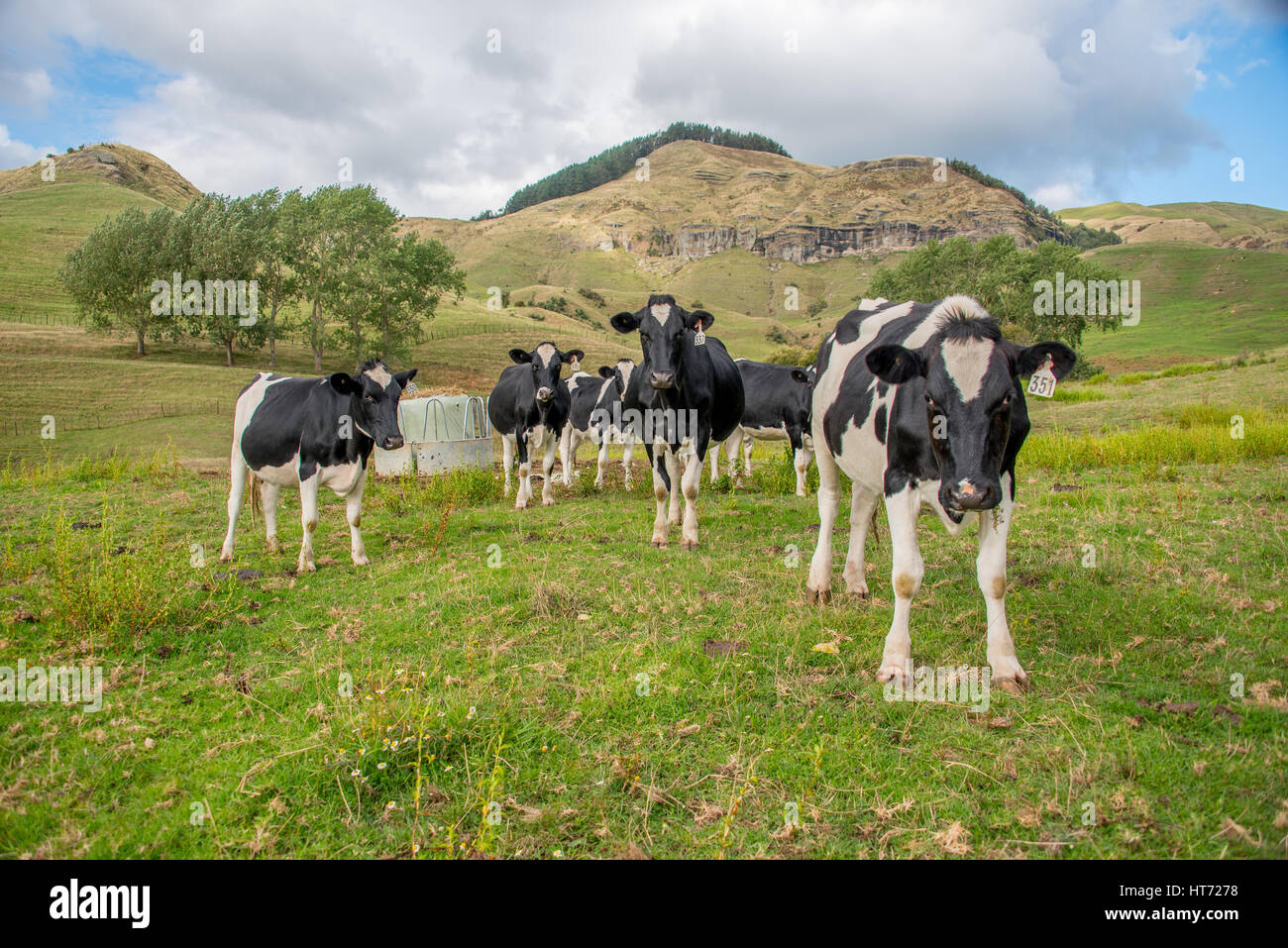 Allevamento di bestiame al pascolo. Angus incroci di bestiame. Foto Stock