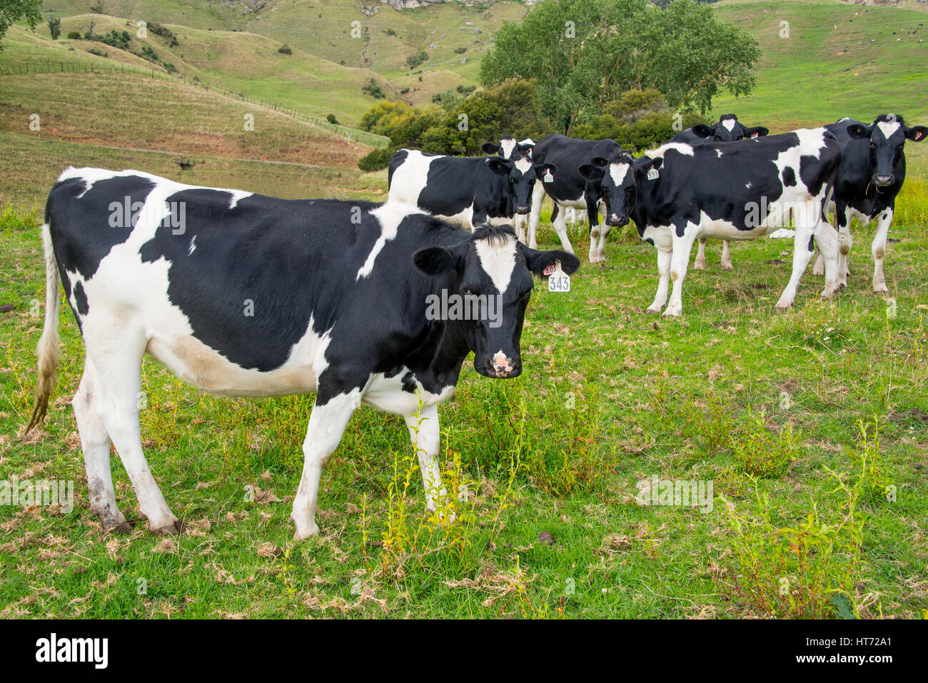 Allevamento di bestiame al pascolo. Angus incroci di bestiame. Foto Stock