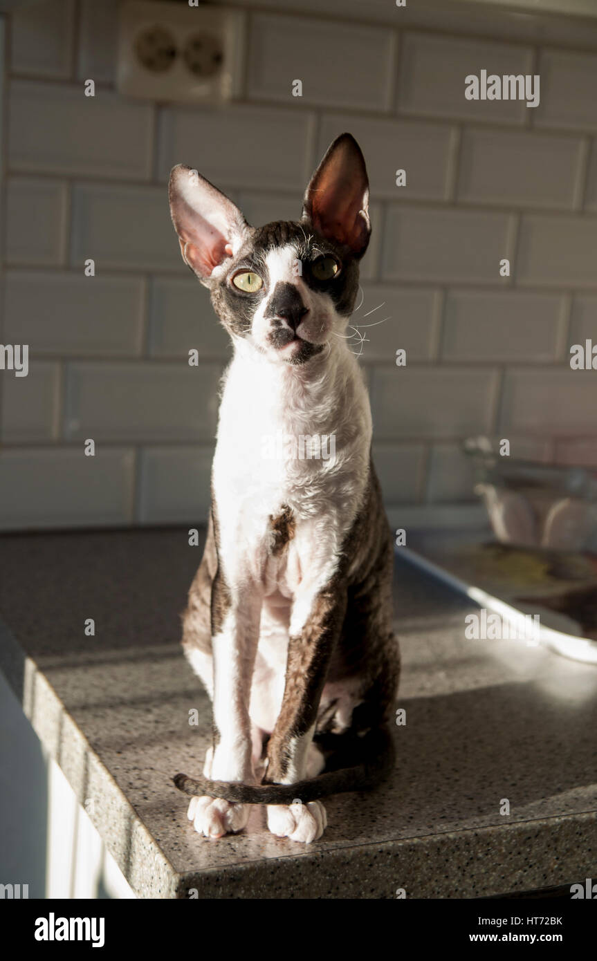 Cornish Rex e Oriental Shorthair Foto Stock