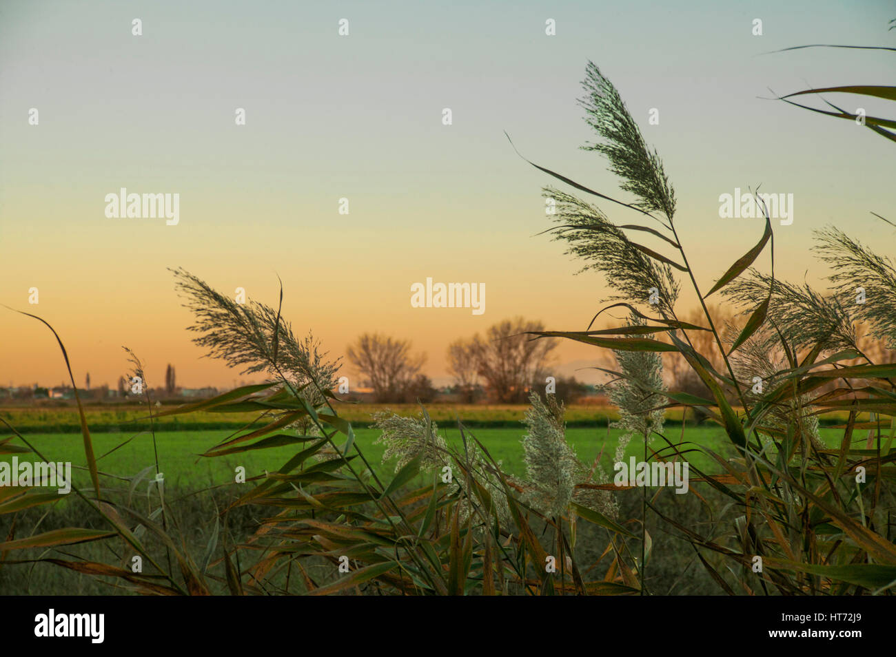 Vegetazione tipica delle zone rurali del nord Italia. Vegetazione italiana di paludi. Foto Stock
