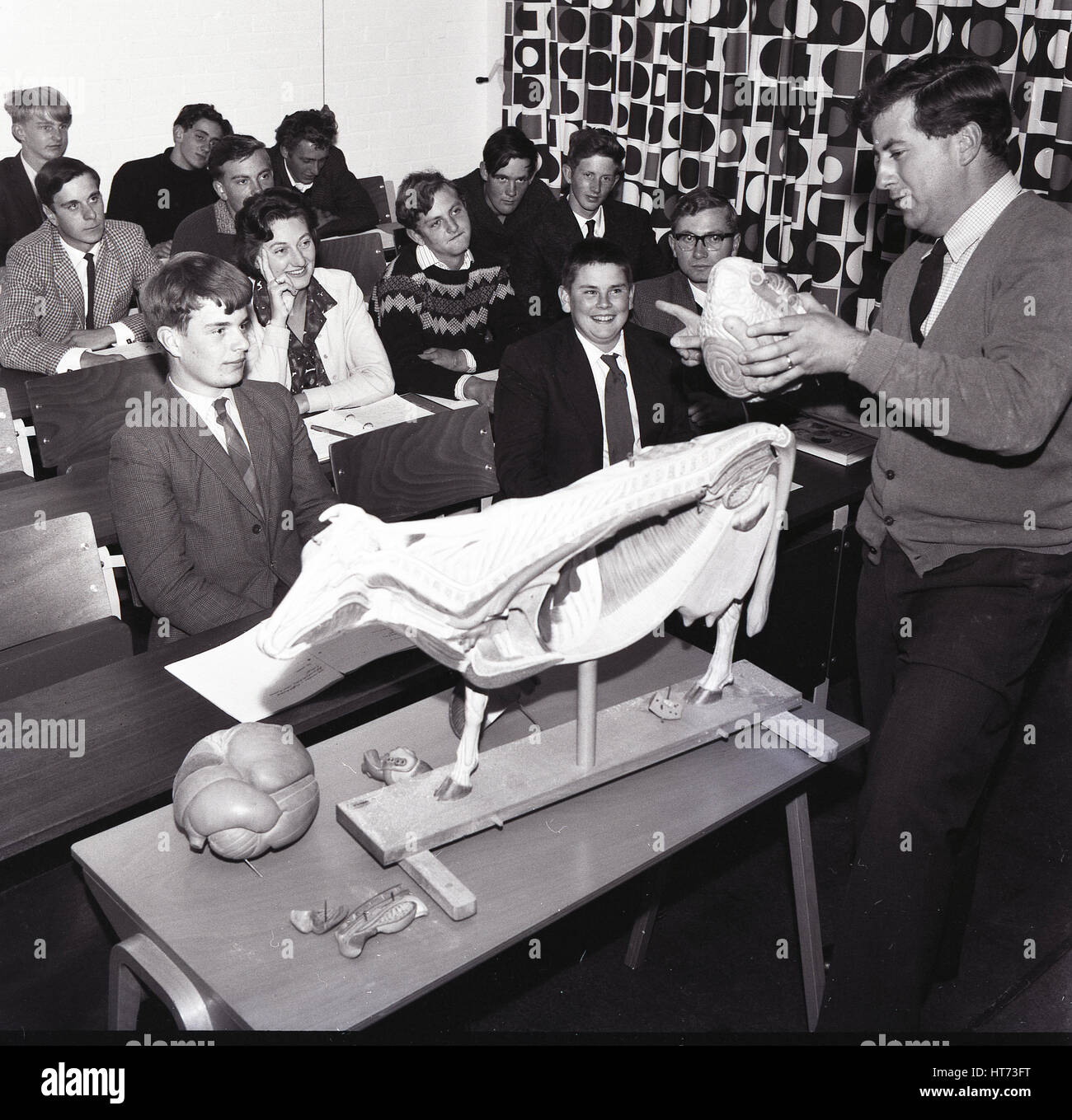 Anni sessanta, storico, un insegnante in classe con un modello in sezione di una vacca, mostrando agli studenti l'anatomia o organi interni, Inghilterra. Foto Stock