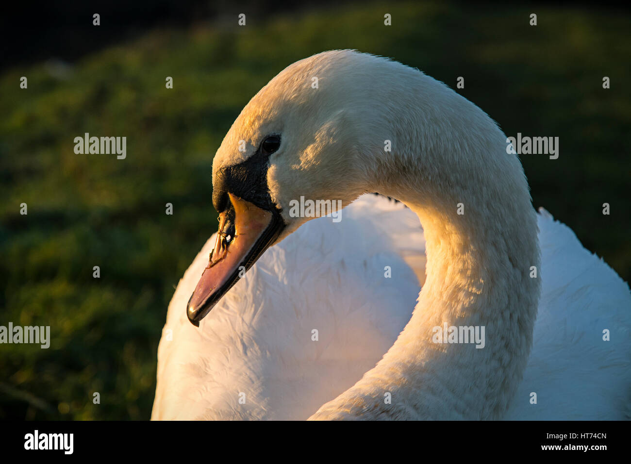 Un cigno immersi nella luce dorata di un tramonto di sera. Foto Stock