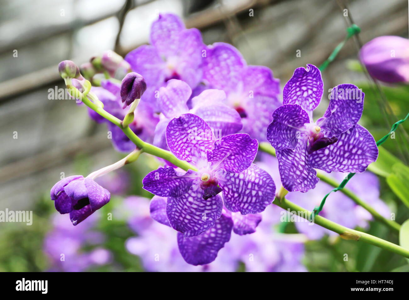 Thai Orchid nel Giardino Botanico di Chiang Mai, Thailandia Foto Stock