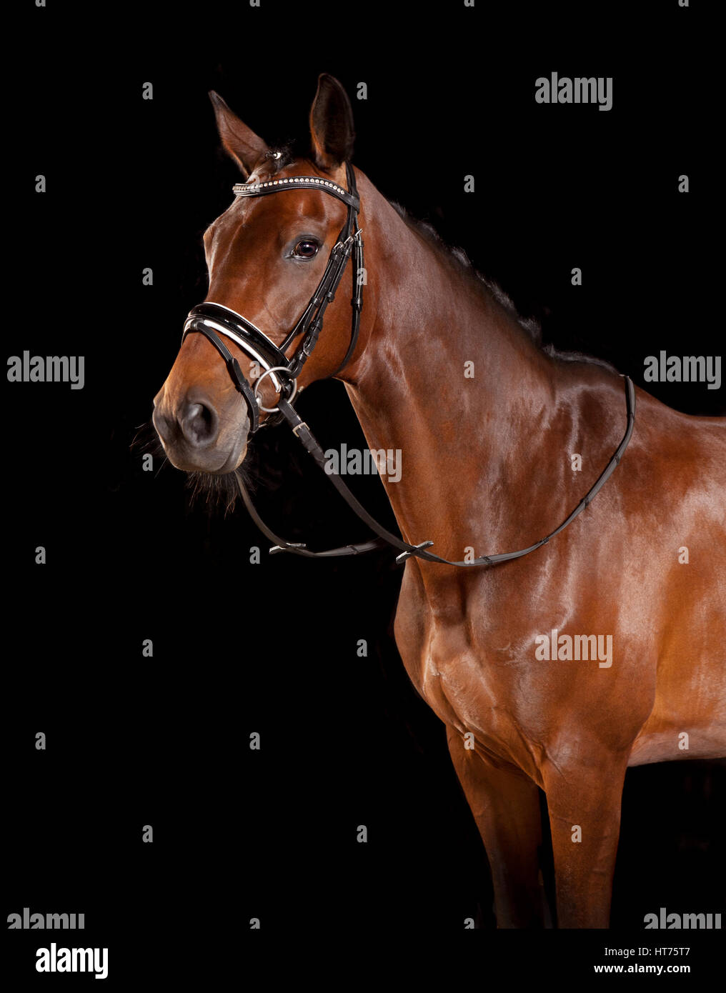 Un elegante marrone a cavallo con la briglia in studio su sfondo nero Foto Stock