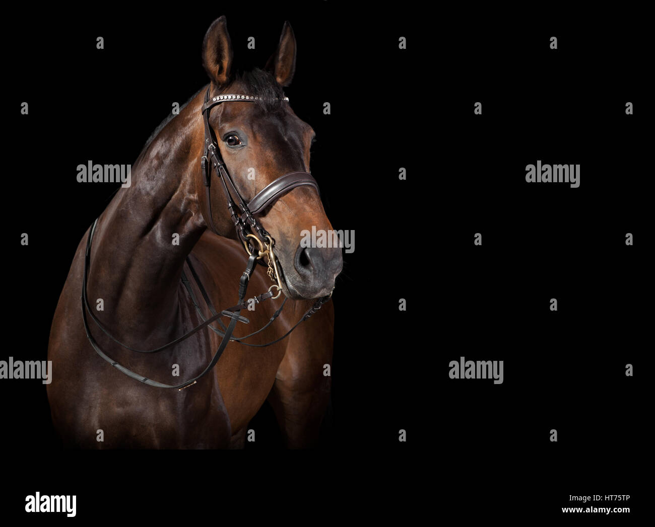 Un elegante marrone a cavallo con la briglia in studio su sfondo nero Foto Stock