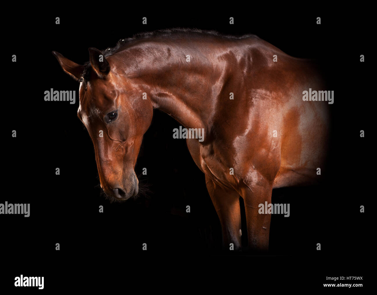 Un elegante marrone a cavallo in studio su sfondo nero Foto Stock