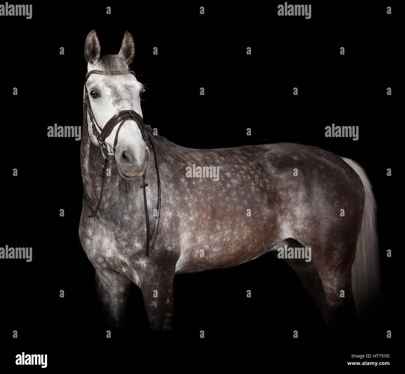 Un elegante cavallo grigio in studio su sfondo nero Foto Stock