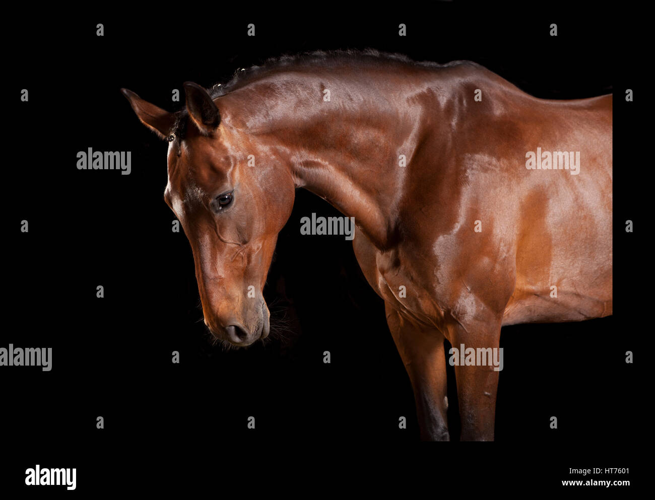 Un radiante marrone cavallo con testa di nobile in studio su sfondo nero Foto Stock