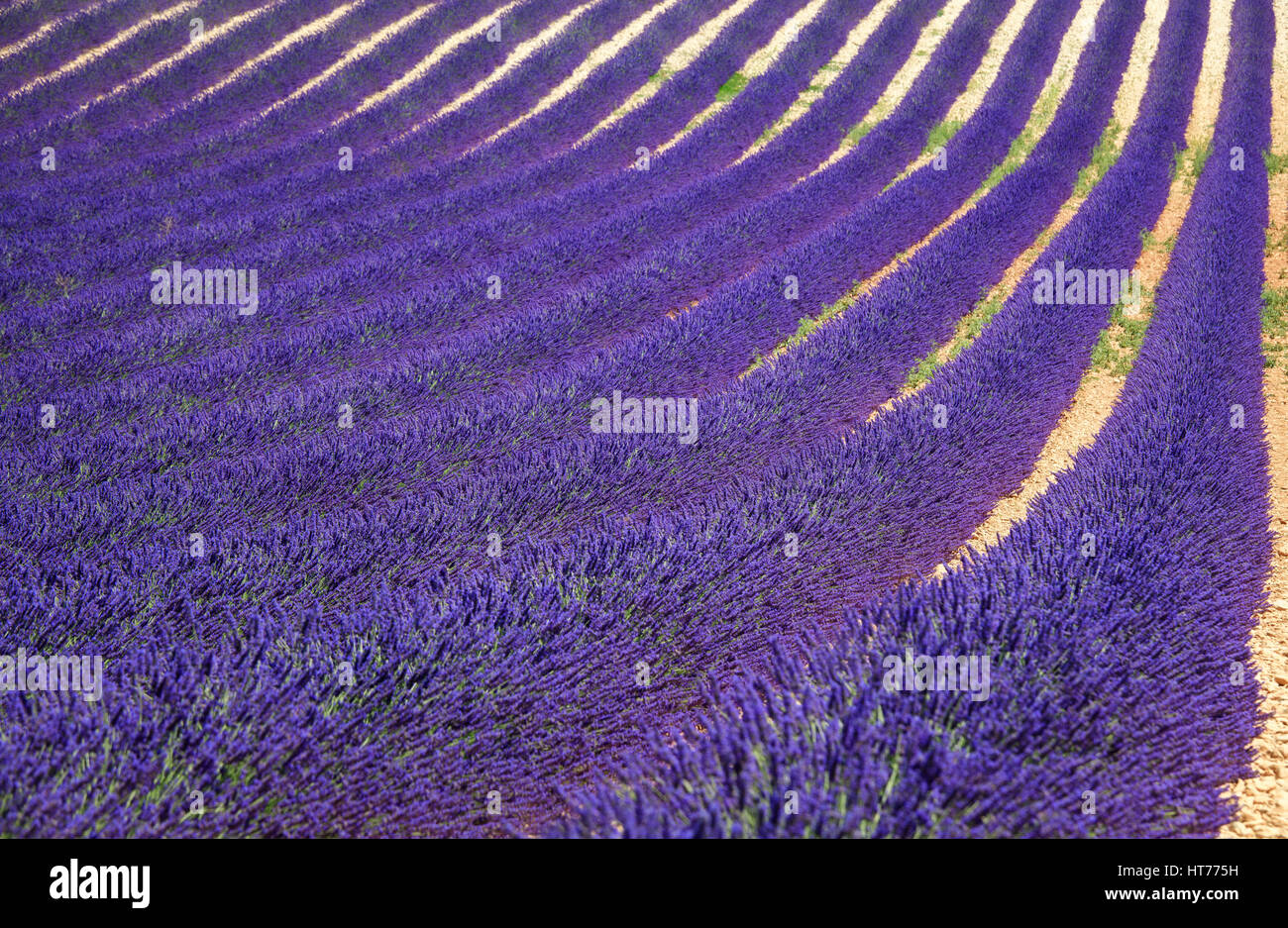 Fiori di lavanda i campi in fiore in infinite righe come un disegno o una trama. Paesaggio in altopiano di Valensole, Provenza, in Francia, in Europa. Foto Stock