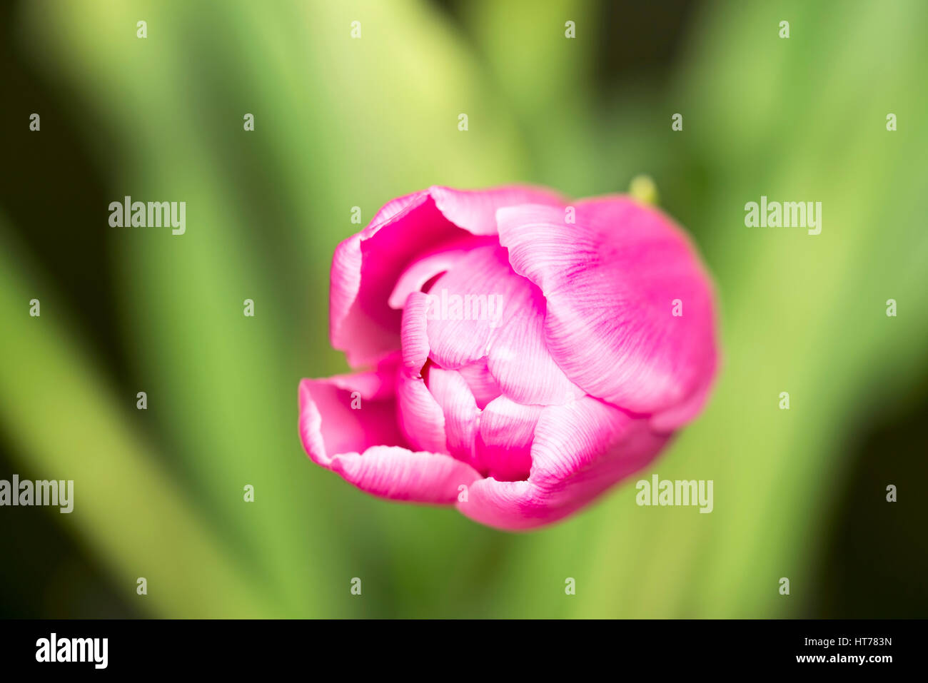 Pink tulip blossom Foto Stock