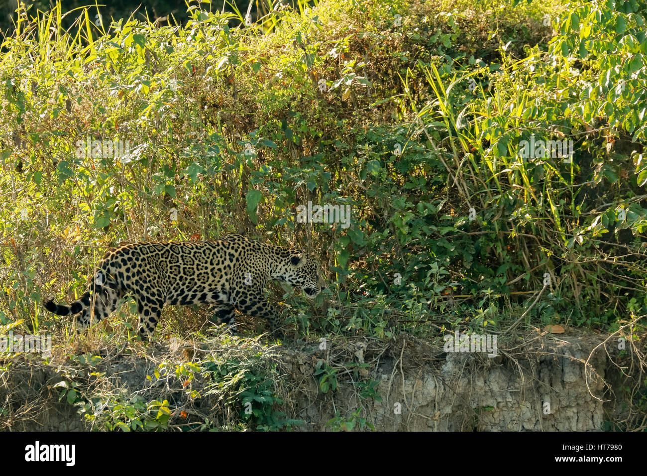 Jaguar alla ricerca di cibo, guardando molto mimetizzata nella spazzola sul greto del fiume nella regione di Pantanal del Mato Grosso, Brasile, Sud America Foto Stock