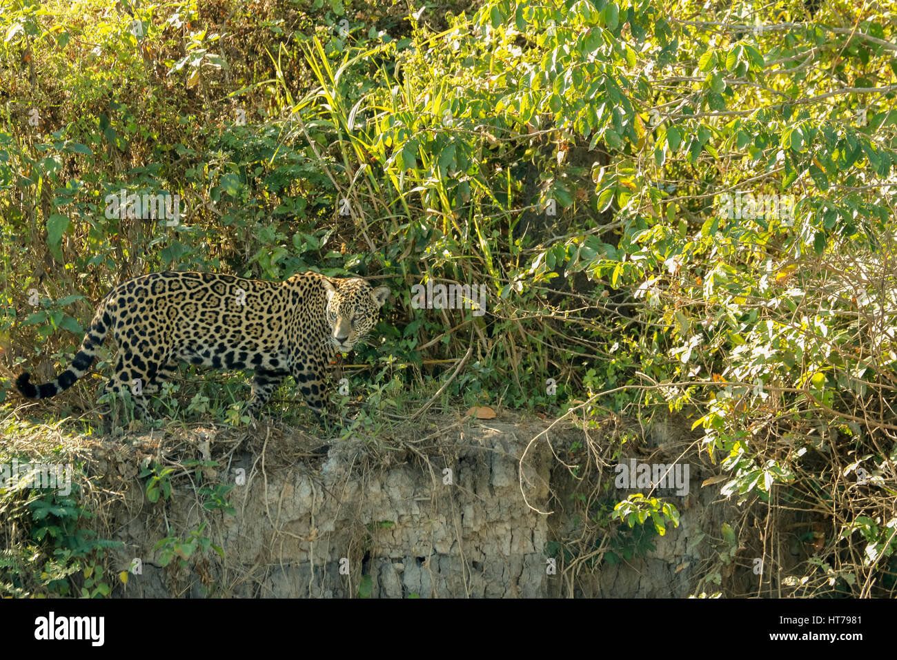 Jaguar alla ricerca di cibo, guardando molto mimetizzata nella spazzola sul greto del fiume nella regione di Pantanal del Mato Grosso, Brasile, Sud America Foto Stock