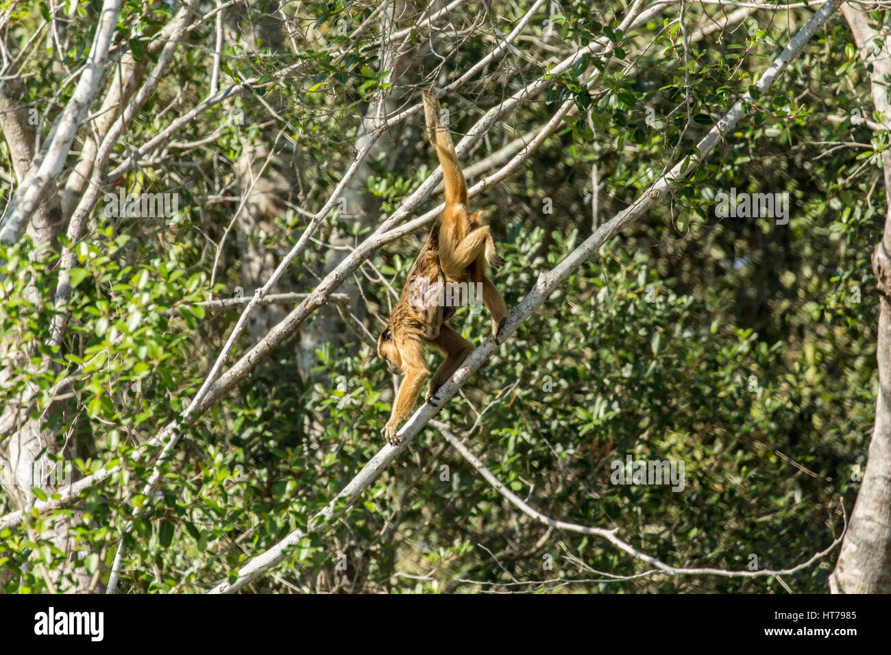 Femmina e nero baby scimmia urlatrice (Alouatta caraya) nel Mato Grosso Pantanal Regione del Brasile e Sud America. Foto Stock