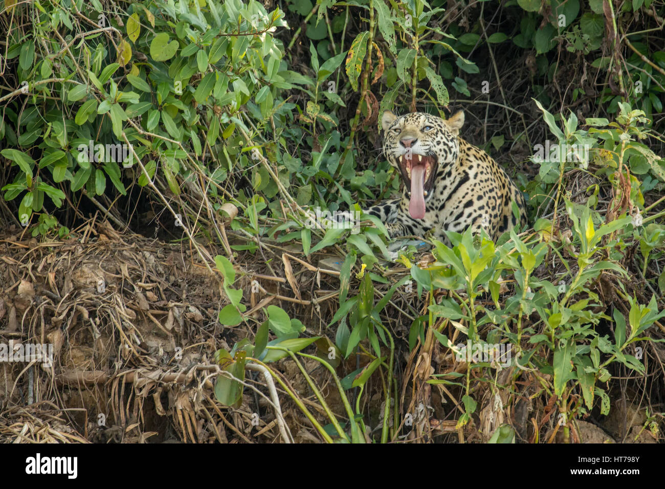 Jaguar sbadigli come egli reclinabile sulla riva del fiume nel calore di metà giornata, nella regione di Pantanal del Mato Grosso, Brasile, Sud America Foto Stock