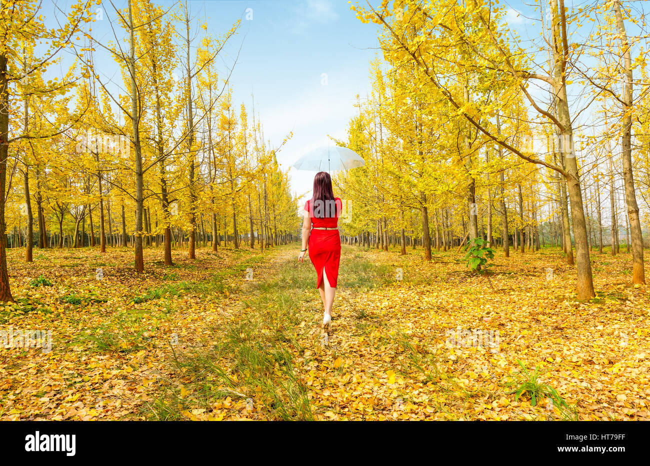 Usura donna Cappotto rosso con la luce del sole e il giallo ginkgo sfondo. Foto Stock