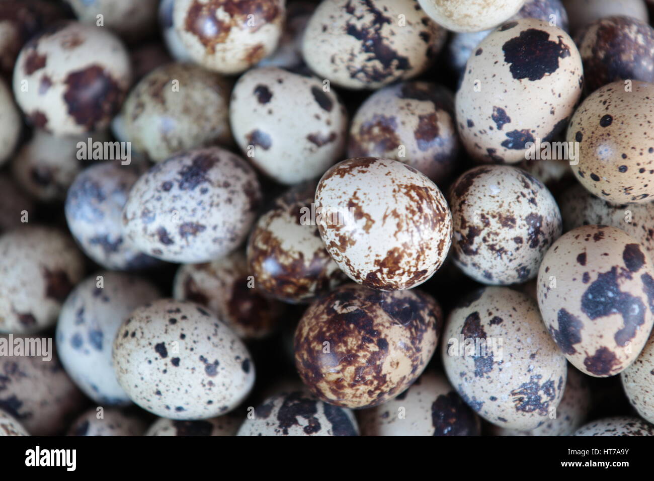 Odontophorus uova di uccelli Foto Stock