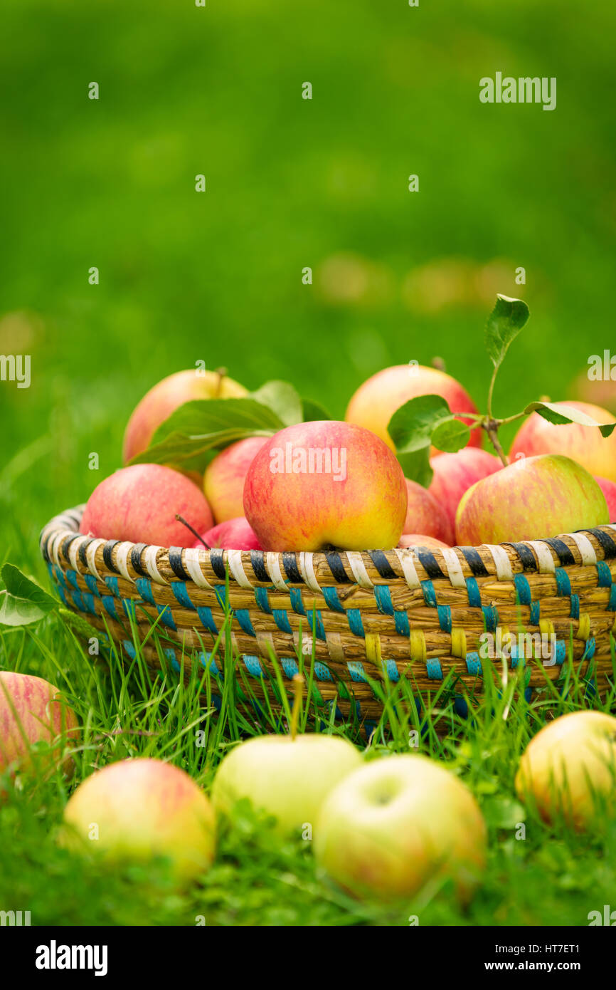 Mele biologiche nel cestello, apple orchard, fresche fatte in casa produrre Foto Stock