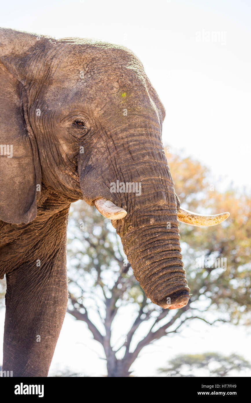 Un elefante africano che ha avuto la metà del suo tronco rimosso mediante un filo laccio in Zimbabwe il Parco Nazionale di Hwange. Foto Stock
