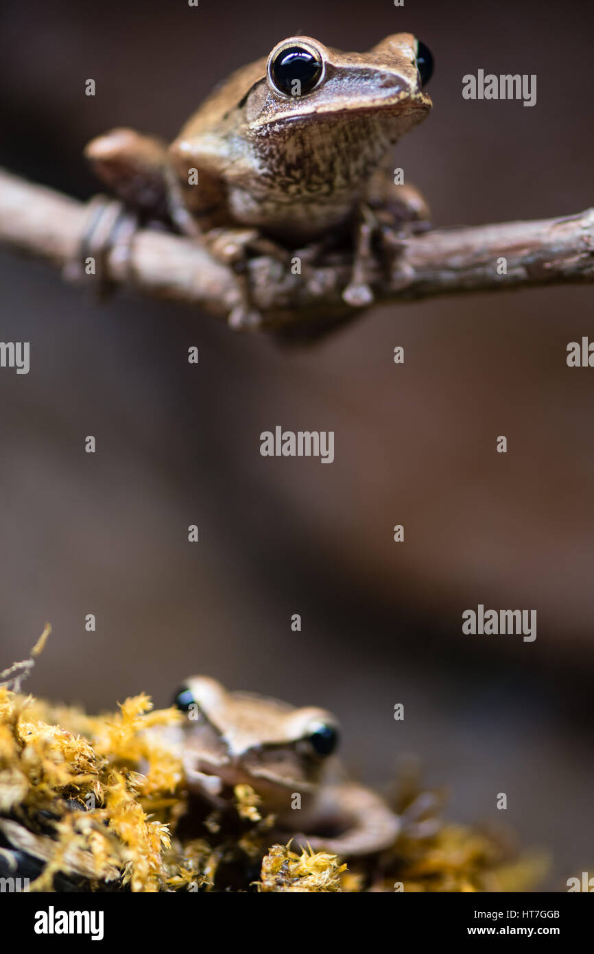 Golden Tree rane (Polypedates leucomystax). Arbusto rane famiglia Rhacophoridae, aka comune raganella, quattro-rigato raganella, golden battenti raganella Foto Stock
