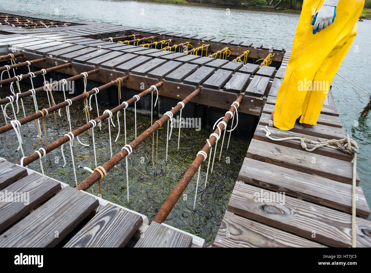 Una persona che indossa giallo Pantaloni pioggia e un bacino galleggiante realizzata per sollevare le ostriche in un estuario Foto Stock