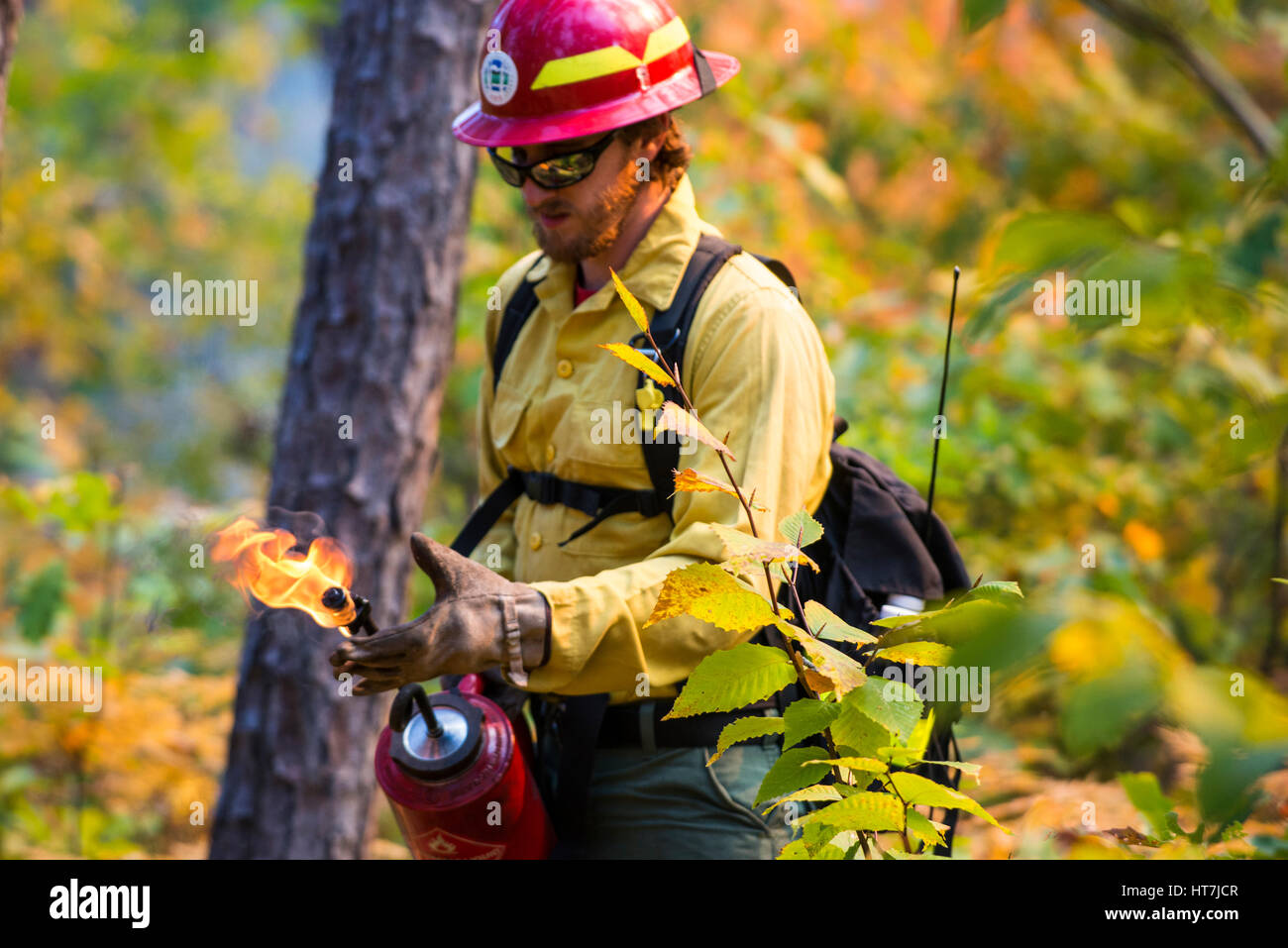 Un Vigili del fuoco che lavora con Una torcia a goccia in Una foresta Foto Stock