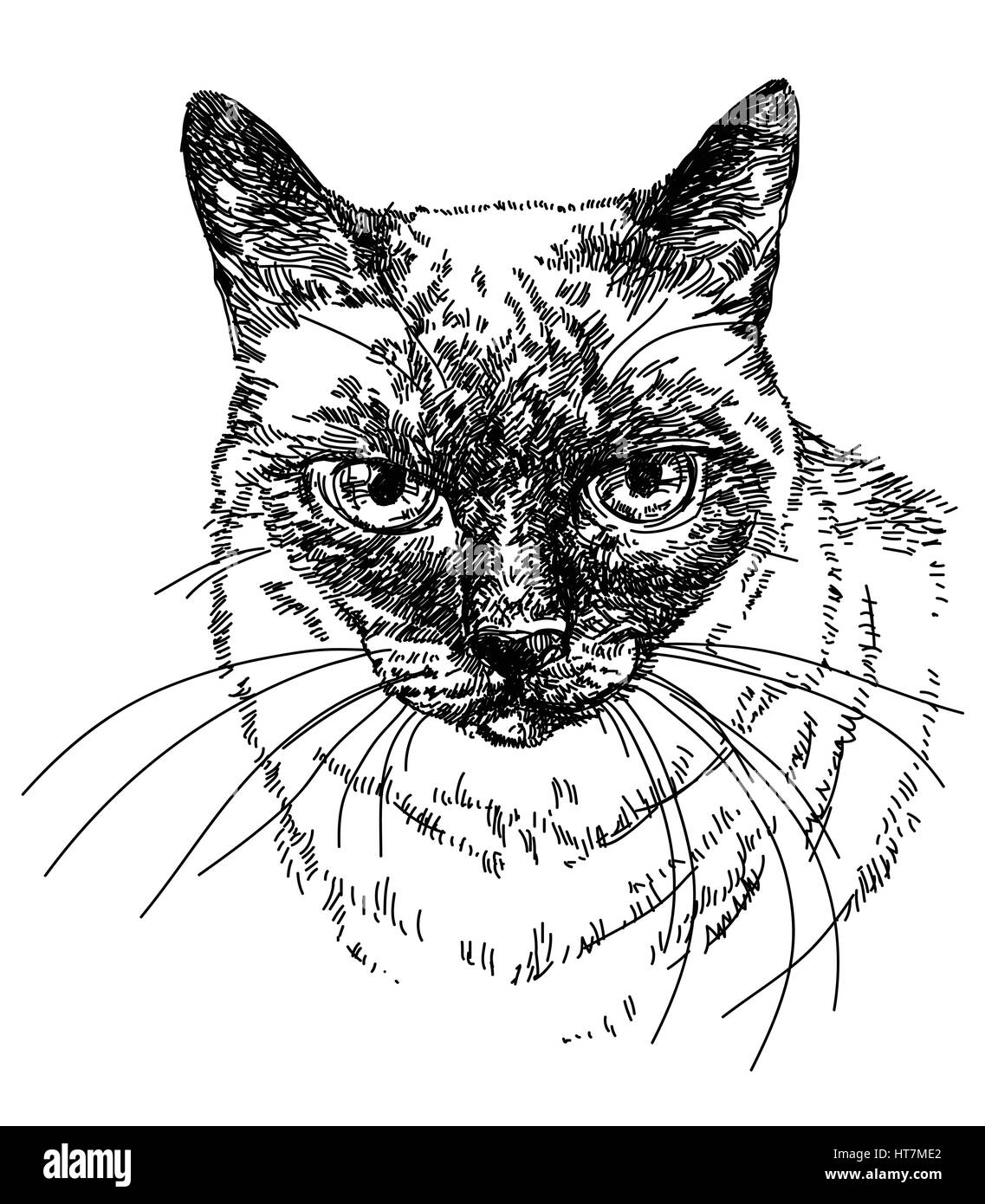 Gatto Siamese Gatto Vettore Testa Del Disegno A Mano Illustrazione