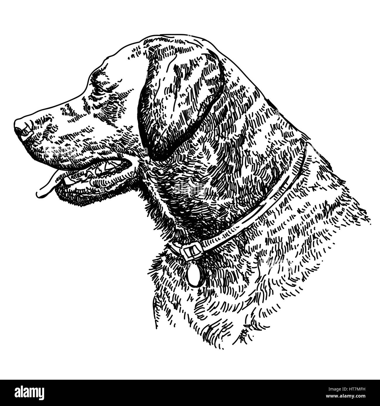 Il Labrador retriever vettore testa del disegno a mano illustrazione Illustrazione Vettoriale