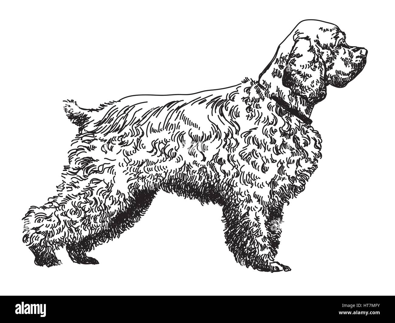 Spaniel vettore di disegno a mano illustrazione in bianco e nero Illustrazione Vettoriale