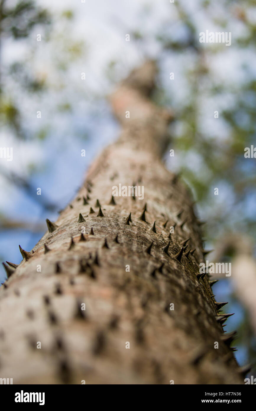 Un Pochote tree (Pachira quinata) su Isla Chapera, Las Perlas arcipelago, Panama Foto Stock