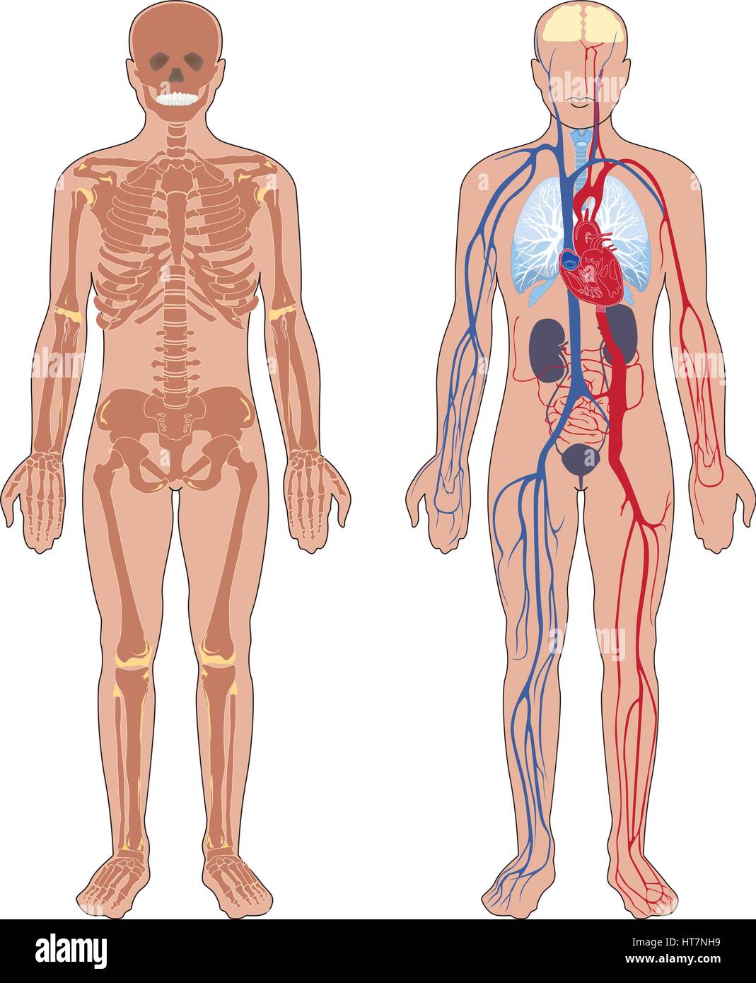 Anatomia umana. set di illustrazione vettoriale isolati su sfondo bianco. corpo umano struttura: scheletro e circolatorio sistema vascolare. Illustrazione Vettoriale